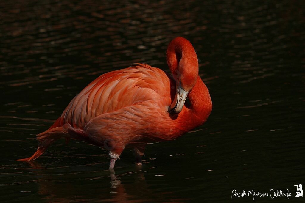 American Flamingo