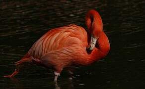 Flamant des Caraïbes