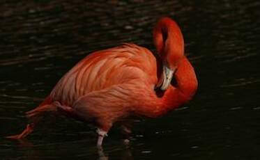 Flamant des Caraïbes