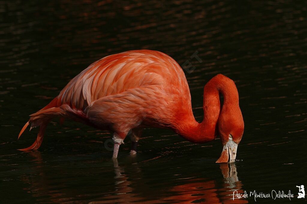 American Flamingo