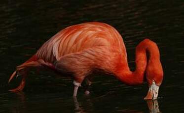 Flamant des Caraïbes