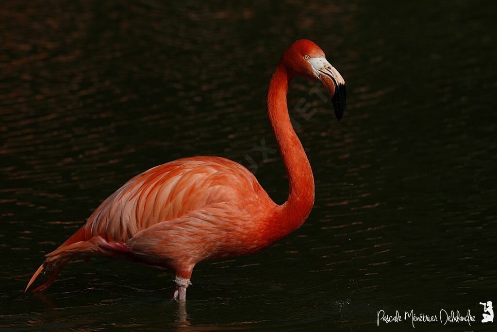 American Flamingo