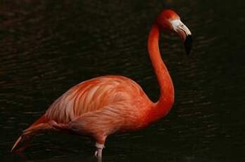 Flamant des Caraïbes