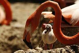 American Flamingo