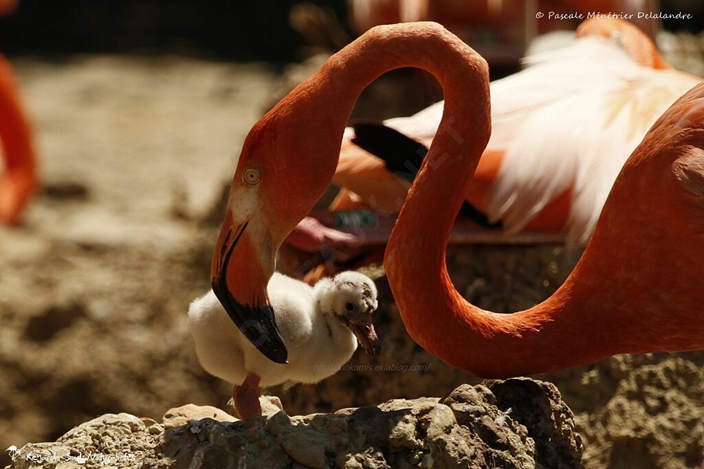 American Flamingo