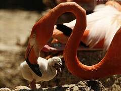 American Flamingo