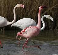 Lesser Flamingo