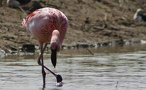 Lesser Flamingo