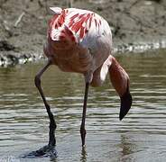 Lesser Flamingo