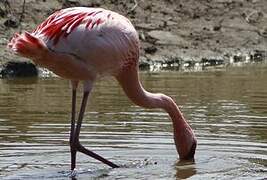 Lesser Flamingo