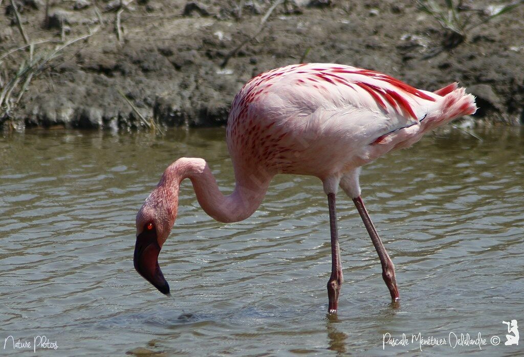 Lesser Flamingo