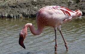 Lesser Flamingo