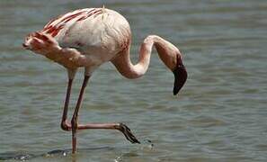 Lesser Flamingo