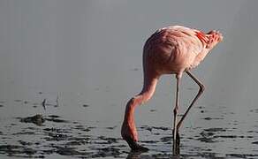 Lesser Flamingo