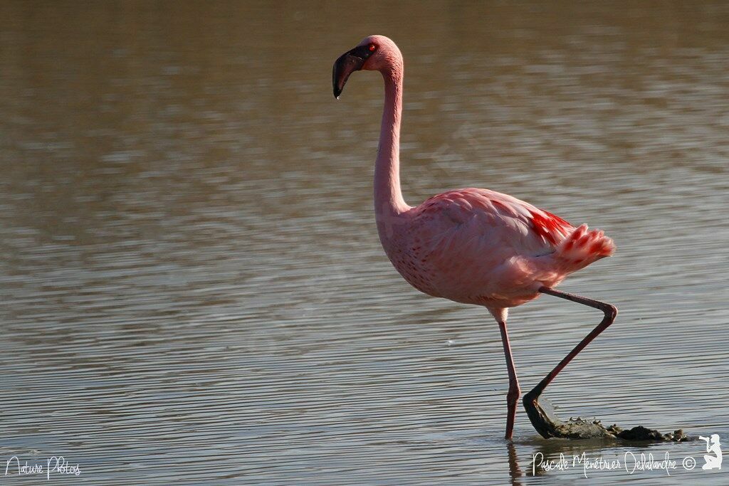 Lesser Flamingo