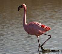 Lesser Flamingo