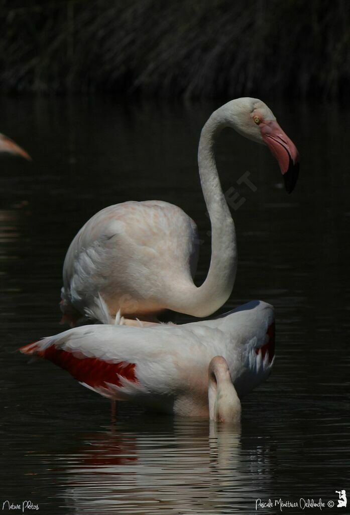 Flamant rose