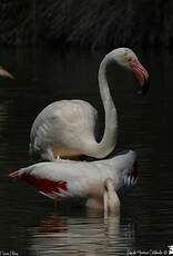 Flamant rose