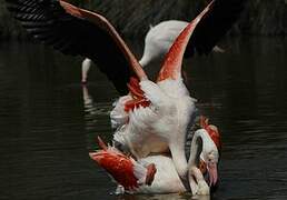 Flamant rose