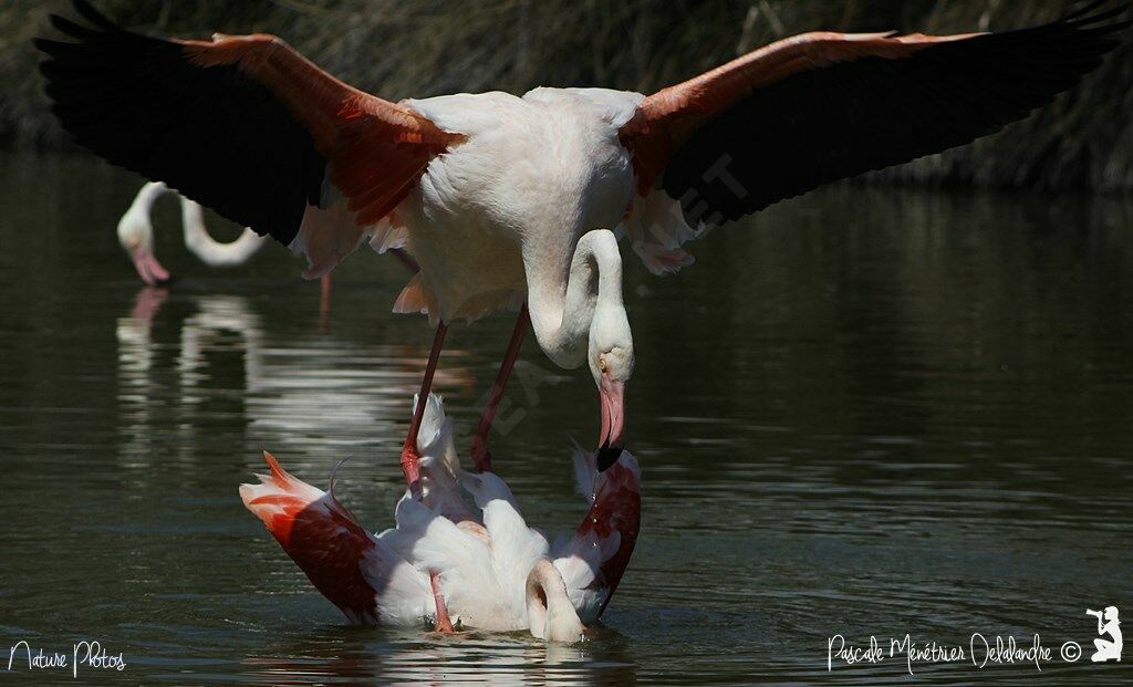 Flamant rose