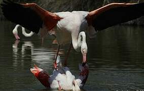 Flamant rose