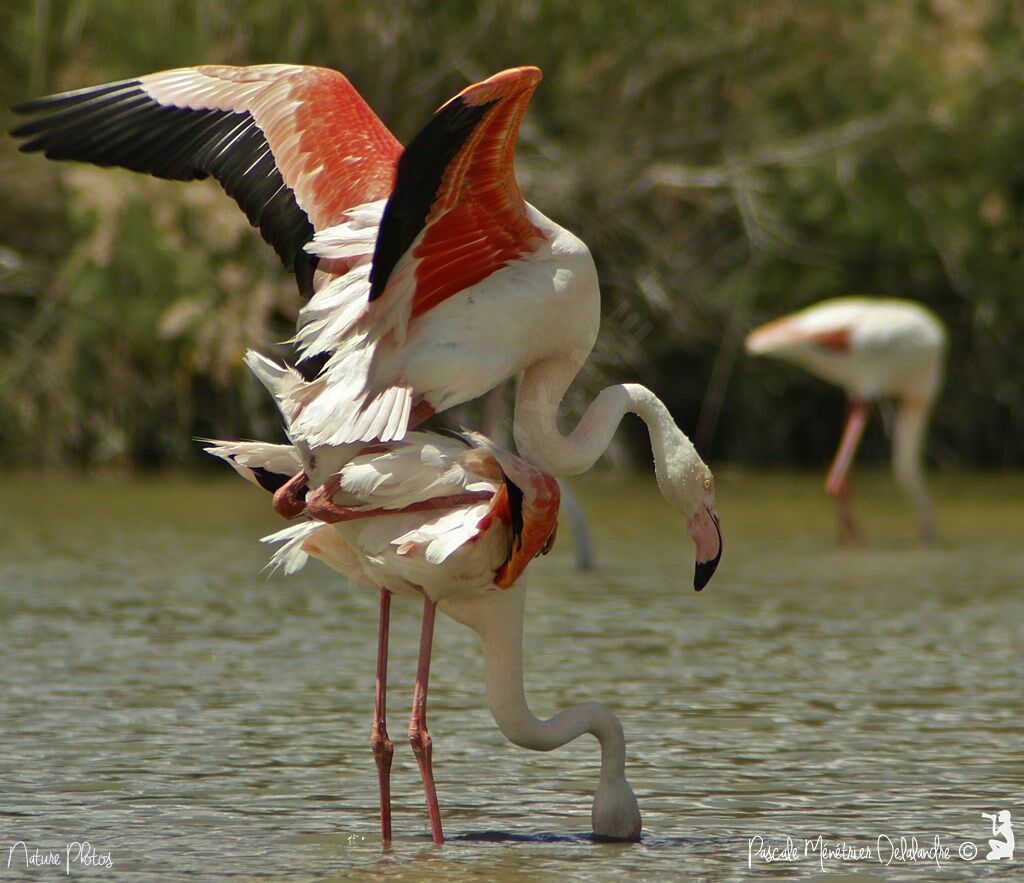 Flamant rose