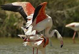 Greater Flamingo