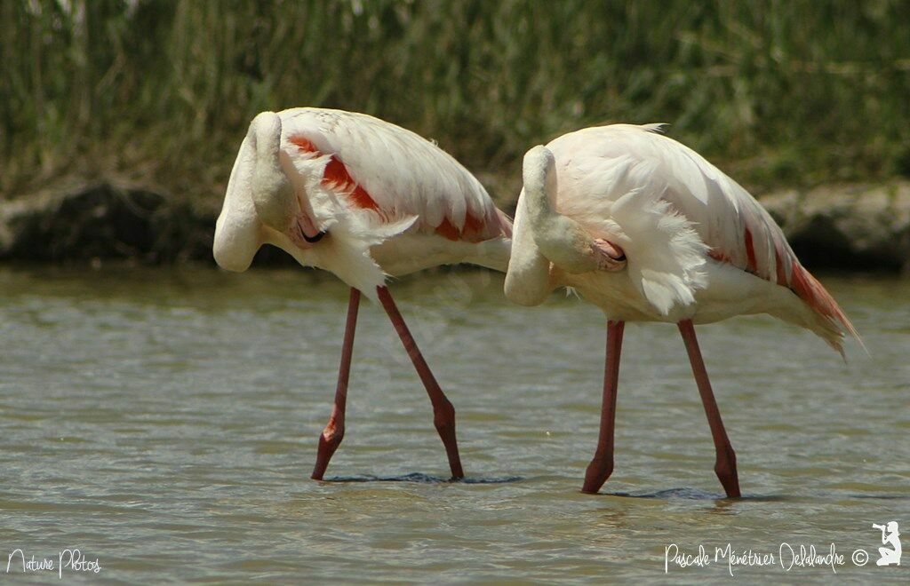 Flamant rose