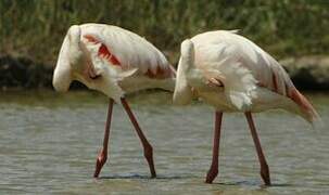 Flamant rose