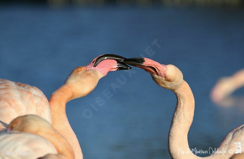 Flamant rose