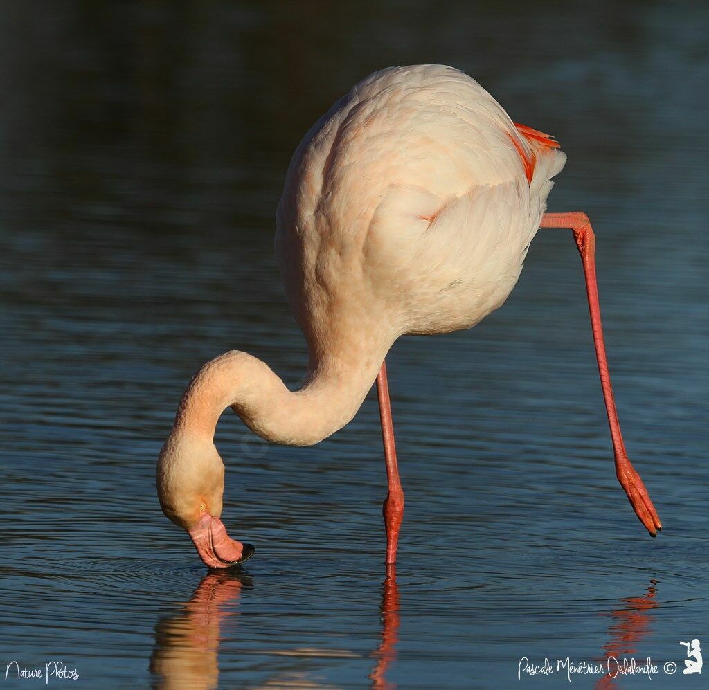 Greater Flamingo