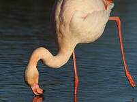 Flamant rose