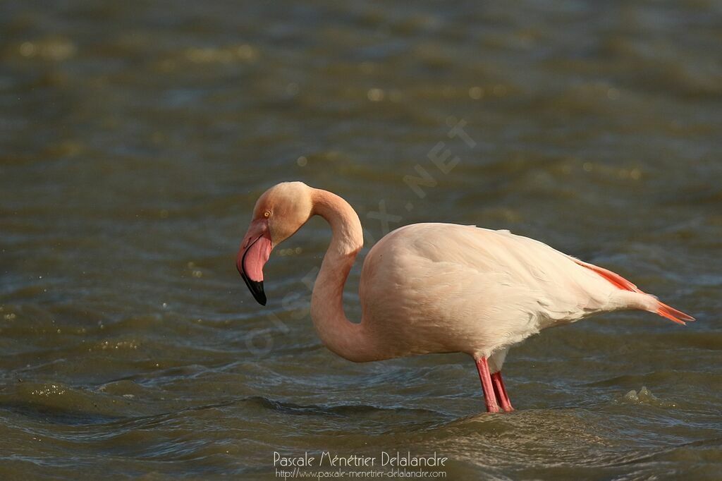 Flamant rose