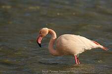 Flamant rose