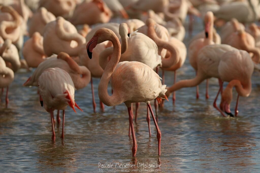 Greater Flamingo