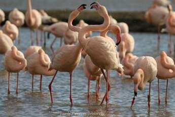 Flamant rose