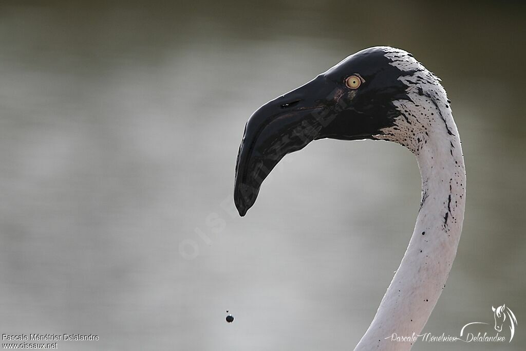 Greater Flamingo