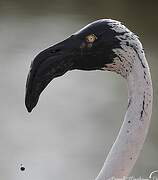 Greater Flamingo