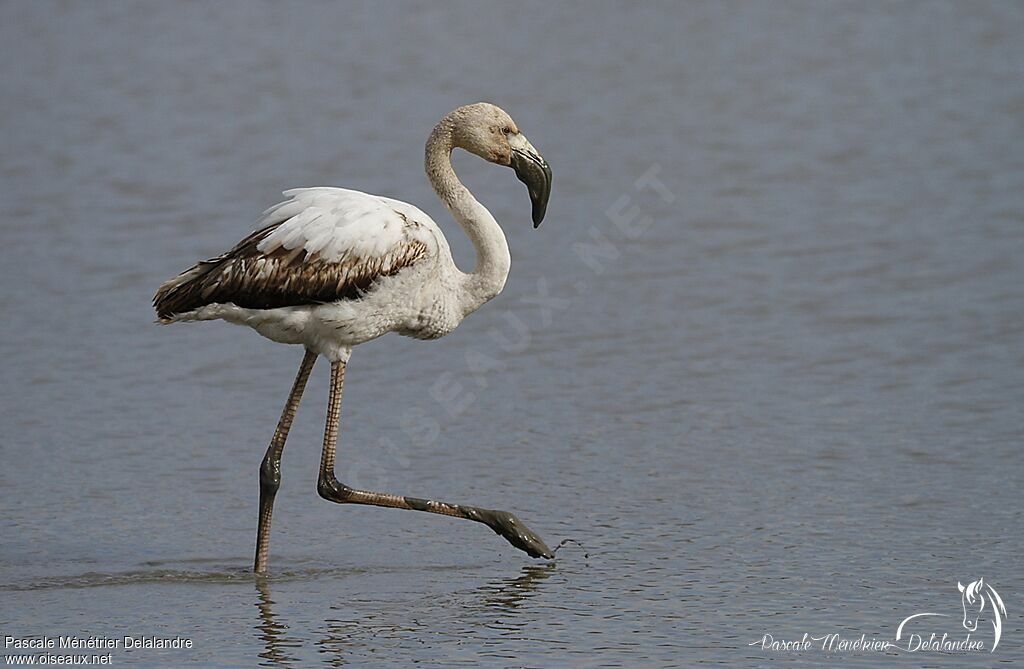 Greater FlamingoFirst year