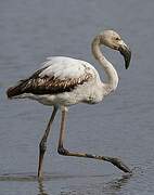 Greater Flamingo