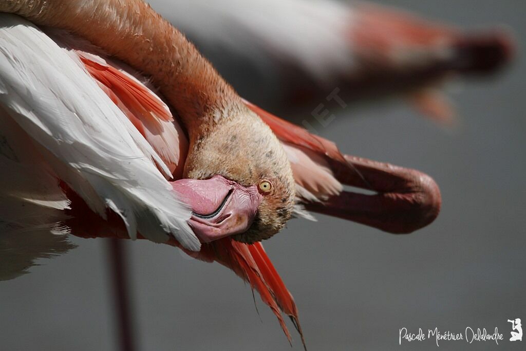 Greater Flamingo