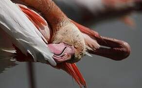 Greater Flamingo