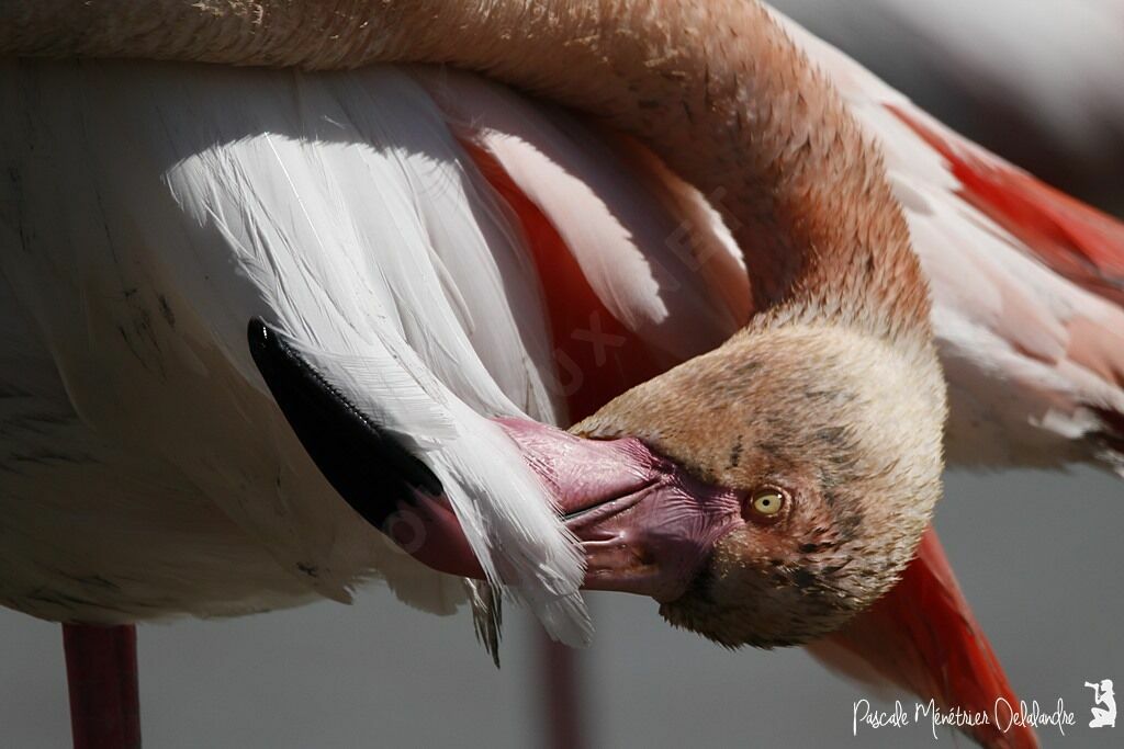 Flamant rose