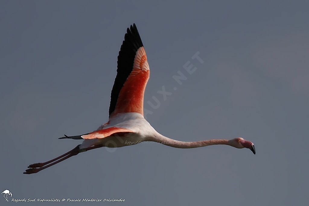 Greater Flamingo