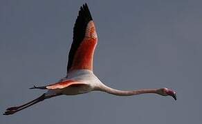 Flamant rose