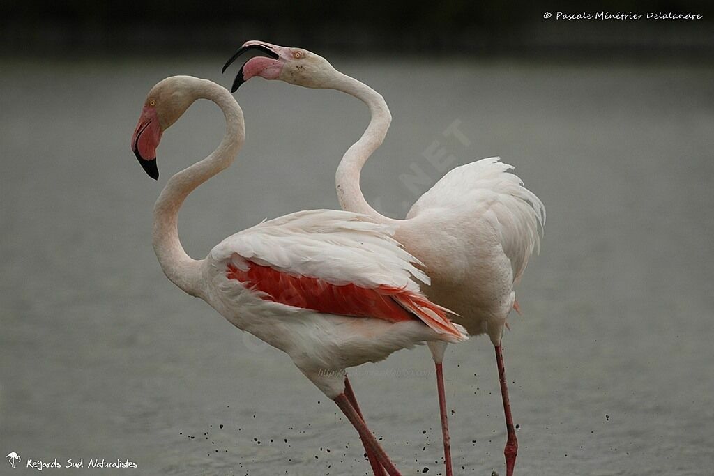 Greater Flamingo