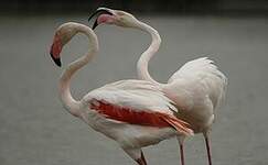 Flamant rose