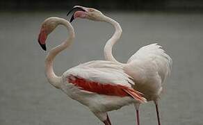 Greater Flamingo