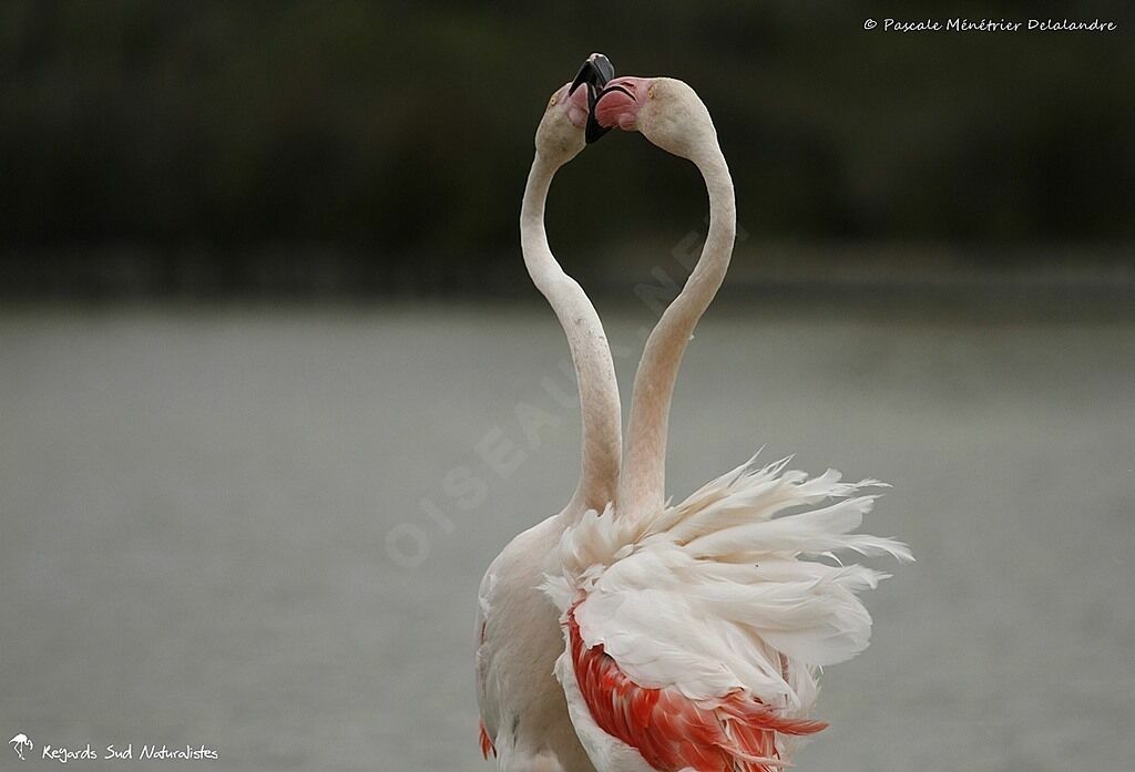 Greater Flamingo