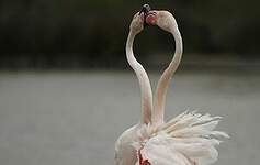 Flamant rose